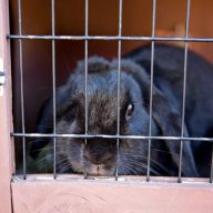 Reggio Emilia Childcare Centres | Chapter 1 – Parenting Bunny